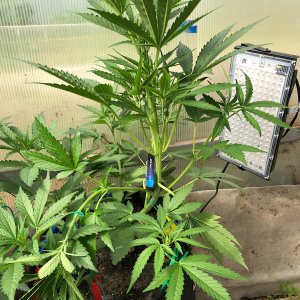 1BB63DB9-8560-40CA-8169-6F21B6D75196.jpeg 1BB63DB9-8560-40CA-8169-6F21B6D75196.jpeg