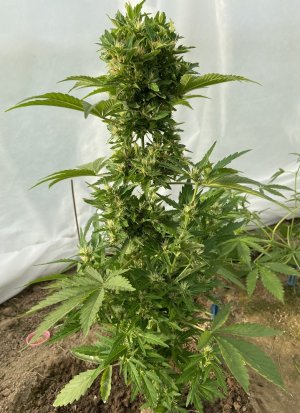 20.06.22 4.jpeg 20.06.22 4.jpeg