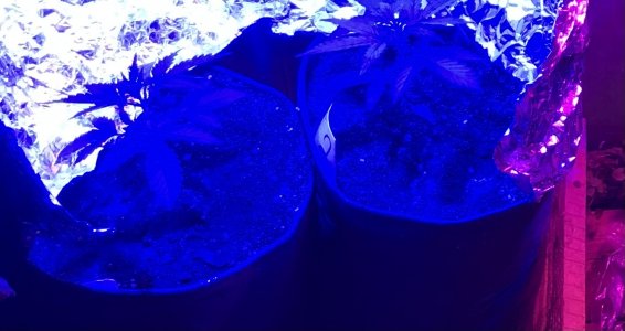 D201D002-3FF3-4786-A997-F44918A905DB.jpeg D201D002-3FF3-4786-A997-F44918A905DB.jpeg