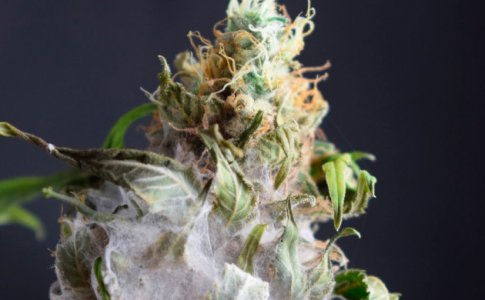 Заплесневелая конопля Заплесневелая конопля