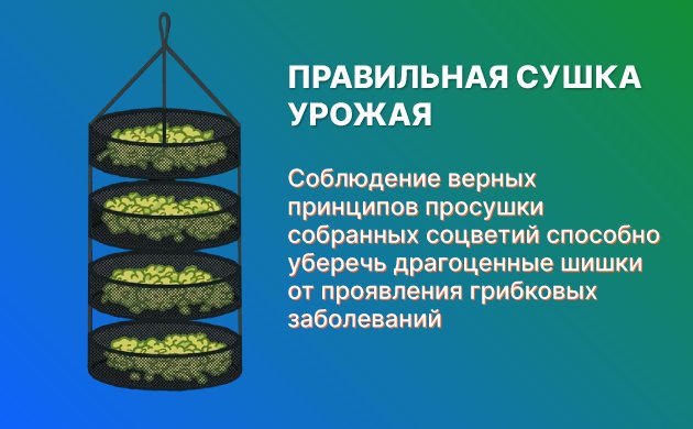 Сушка конопли без плесени Сушка конопли без плесени
