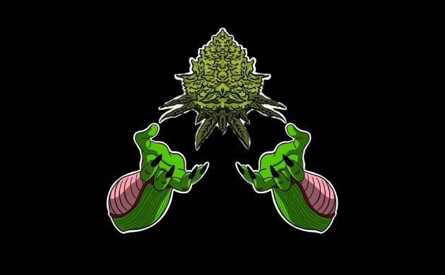 Как вырастить большие шишки конопли Как вырастить большие шишки конопли