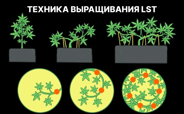 Техника LST для конопли Техника LST для конопли