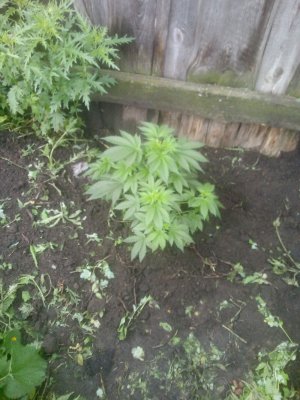 IMG_20220625_124513.jpg IMG_20220625_124513.jpg