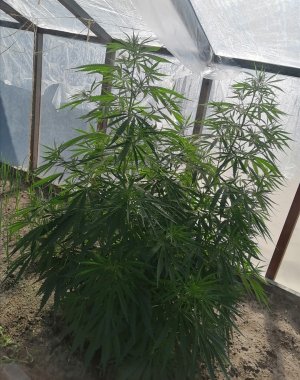 Screenshot_20220625_133804.jpg Screenshot_20220625_133804.jpg