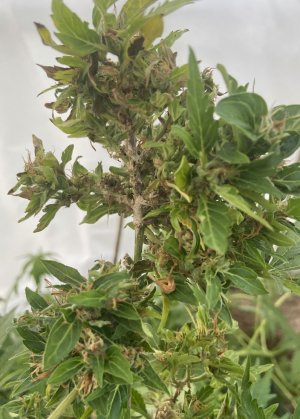 Серая гниль.jpeg Серая гниль.jpeg