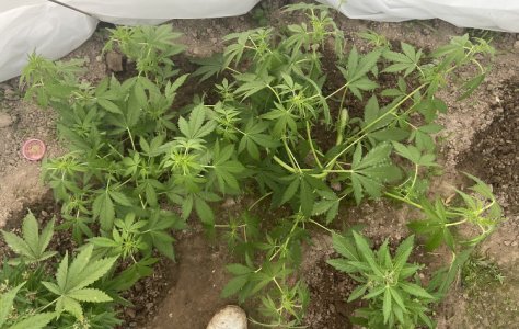 png_to_jpeg0.jpeg png_to_jpeg0.jpeg