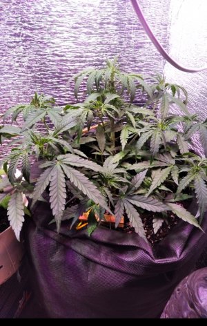 IMG_20220625_225857.jpg IMG_20220625_225857.jpg