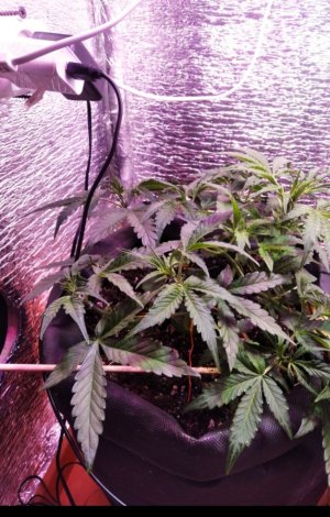 IMG_20220625_230015.jpg IMG_20220625_230015.jpg