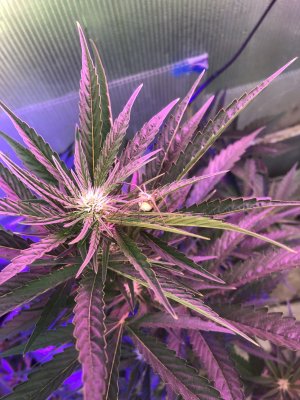 32FDBA46-77F6-4DFC-84BC-B9B25302BBA4.jpeg 32FDBA46-77F6-4DFC-84BC-B9B25302BBA4.jpeg