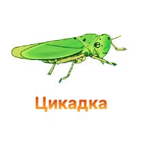 Защита конопли от цикадки