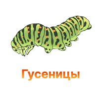 Как защитить коноплю от гусениц