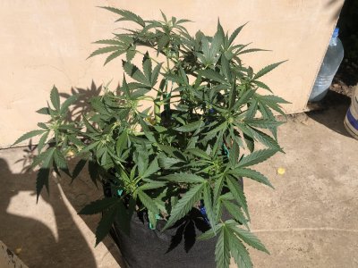 7BA6B884-908D-4C58-A5A0-72B46D4EFCA2.jpeg 7BA6B884-908D-4C58-A5A0-72B46D4EFCA2.jpeg