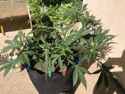 79D57A48-15C0-4E9D-8F0F-893B0B7D135F.jpeg 79D57A48-15C0-4E9D-8F0F-893B0B7D135F.jpeg