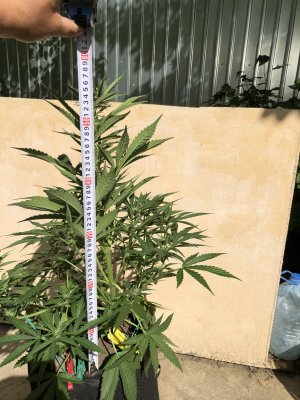 4FB17599-0D39-4C30-96A1-D553F23FA776.jpeg 4FB17599-0D39-4C30-96A1-D553F23FA776.jpeg