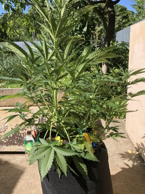 921A19D3-14D0-41D3-B615-1224B13686B6.jpeg 921A19D3-14D0-41D3-B615-1224B13686B6.jpeg