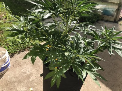 2034AC05-B94F-496D-BA13-E651B82434B9.jpeg 2034AC05-B94F-496D-BA13-E651B82434B9.jpeg