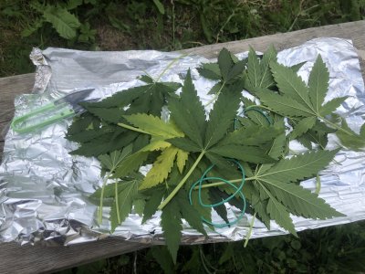 02C9F275-C4B3-4D5A-A82B-B1A7C35158A6.jpeg 02C9F275-C4B3-4D5A-A82B-B1A7C35158A6.jpeg