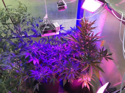 1E404368-5B05-4CD9-AE46-D2E738A8CAF6.jpeg 1E404368-5B05-4CD9-AE46-D2E738A8CAF6.jpeg