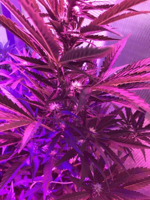 066BA6EB-4B8B-458C-913E-D717105F8956.jpeg 066BA6EB-4B8B-458C-913E-D717105F8956.jpeg