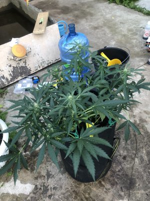 C5B27273-D5BC-4DD5-BC81-4CE14C4B5236.jpeg C5B27273-D5BC-4DD5-BC81-4CE14C4B5236.jpeg