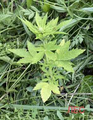 03.07.22лес 2.jpeg 03.07.22лес 2.jpeg