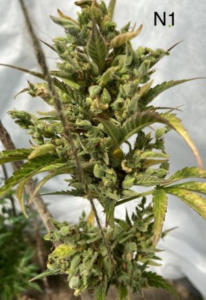 03.07.22N1 4.jpeg 03.07.22N1 4.jpeg