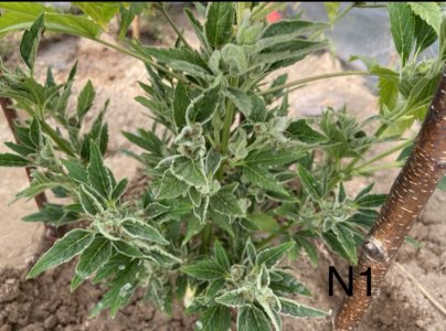 03.07.22N1 6.jpeg 03.07.22N1 6.jpeg