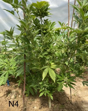 03.07.22N4.jpeg 03.07.22N4.jpeg