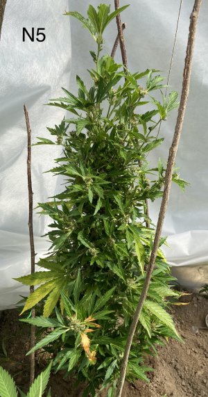 03.07.22N5.jpeg 03.07.22N5.jpeg