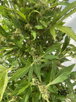 03.07.22N5 4.jpeg 03.07.22N5 4.jpeg