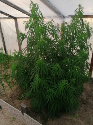 Screenshot_20220706_072622.jpg Screenshot_20220706_072622.jpg