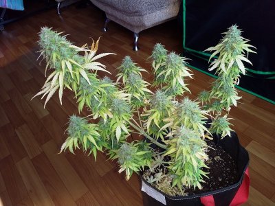 IMG_20220706_090219_009.jpg IMG_20220706_090219_009.jpg