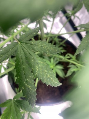 5.07.4.jpg 5.07.4.jpg