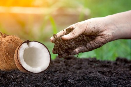 где выращивают коноплю где выращивают коноплю