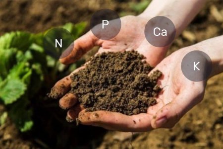 Органические удобрения для конопли Органические удобрения для конопли