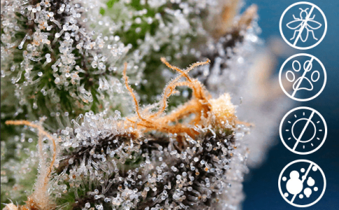 1611132593342.png 1611132593342.png