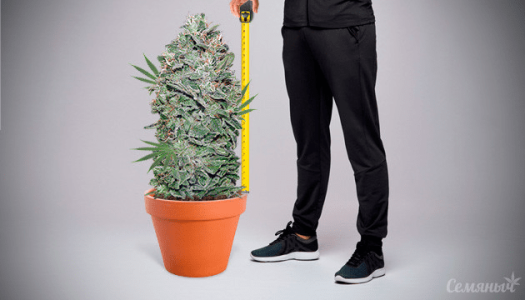 1613044598481.png 1613044598481.png