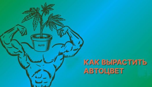 Как вырастить автоцвет Как вырастить автоцвет