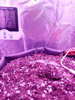 IMG_20210305_202116.jpg IMG_20210305_202116.jpg