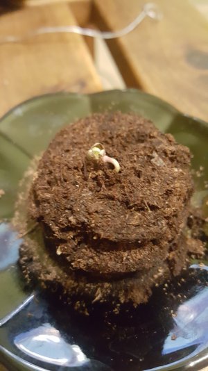 Каска Экстрим.jpg