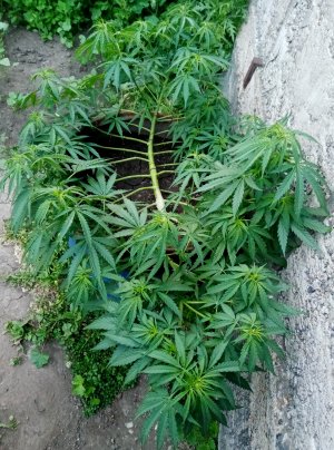 IMG_20220710_205529.jpg IMG_20220710_205529.jpg