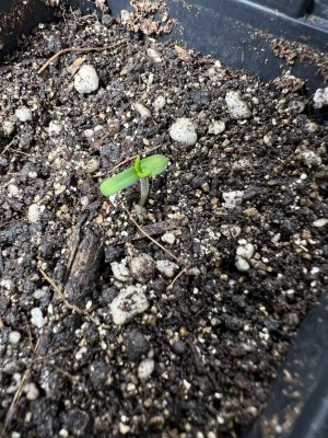 3FA005DE-3A0F-44DB-8233-B525721C4329.jpeg 3FA005DE-3A0F-44DB-8233-B525721C4329.jpeg