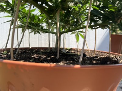 11849800-5AA1-458C-9ABB-2AE0615DF8F6.jpeg 11849800-5AA1-458C-9ABB-2AE0615DF8F6.jpeg