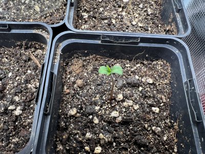 982B9BA1-3F13-4412-9964-13BA023F4707.jpeg 982B9BA1-3F13-4412-9964-13BA023F4707.jpeg