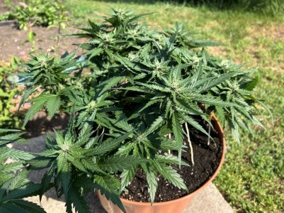 1B35946C-A6B4-4BE3-B904-2B33CF9015C1.jpeg 1B35946C-A6B4-4BE3-B904-2B33CF9015C1.jpeg