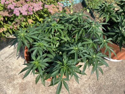 71FEB8DB-C472-4544-AF00-BEC100F3340D.jpeg 71FEB8DB-C472-4544-AF00-BEC100F3340D.jpeg