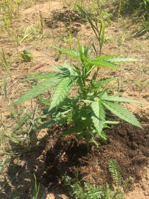 photo_2022-07-12_14-16-46.jpg photo_2022-07-12_14-16-46.jpg