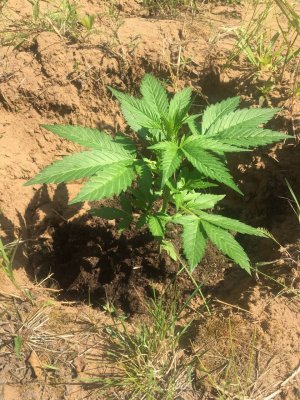 photo_2022-07-12_14-16-51.jpg photo_2022-07-12_14-16-51.jpg