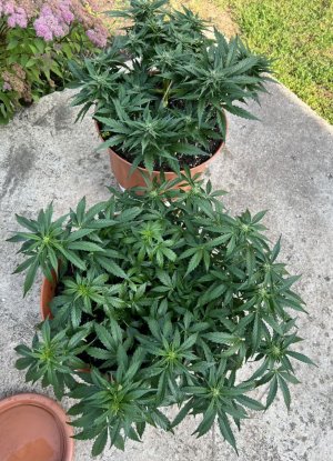 E376D756-99E3-4230-B33E-7BD6FEA51869.jpeg E376D756-99E3-4230-B33E-7BD6FEA51869.jpeg